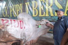 Penjualan hewan kurban meningkat 5 persen