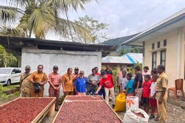 Masyarakat Yapen di Papua yang menitipkan harapan pada kakao