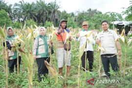 DPRD Kota Jambi dorong pengembangan jagung untuk ketahanan pangan