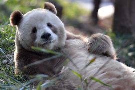 Qi Zai, panda cokelat langka dari Pegunungan Qinling