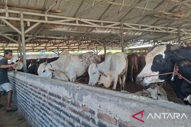 Penjualan hewan kurban picu perputaran ekonomi di Banten