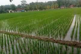 Dukung program pangan, Distan Lebak siapkan benih padi 8.000 hektare