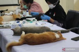 Pemkot Jakbar lakukan sterilisasi 200 kucing jantan lokal untuk tekan populasi