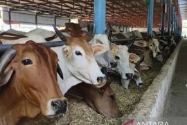 Dinas Kesehatan Kaltim imbau warga cermat pilih hewan kurban berstatus sehat