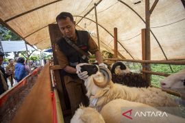 Pemeriksaan kesehatan hewan kurban