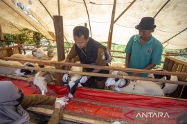Tim siaga diturunkan guna periksa hewan kurban di Cianjur
