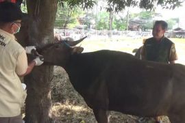 DKP Tangerang: 5.356 ekor hewan kurban diperdagangkan di 76 lapak