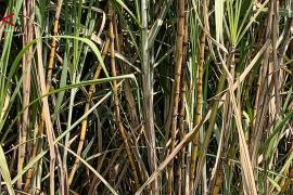 2.200 Hektare lahan tebu di Malang masuk program bongkar ratoon