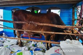 Pemkab Natuna distribusikan sapi kurban presiden ke Pulau Laut