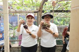 Denpasar kembangkan pertanian kota berbasis agrowisata