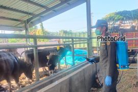Jelang Idul Adha, Dinas Peternakan Sulsel masif pantau kesehatan hewan