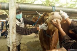 Pemkab Tulungagung masifkan pemeriksaan kesehatan hewan kurban