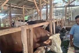 Bandung Barat catat 2.829 hewan kurban berkondisi sehat