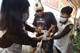 DKP3 Pasuruan pastikan hewan kurban aman jelang Idul Adha