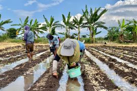 Rutan Situbondo ajak warga binaan tanam puluhan ribu bibit tembakau