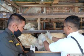 Disnakkan Situbondo periksa kesehatan hewan kurban asal luar daerah