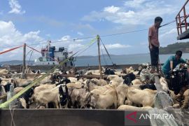 200 personel juleha disiapkan untuk pemotongan hewan kurban di Tanjungpinang