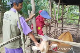 Pemkot Bengkulu cegah penyebaran PMK jelang Idul Adha