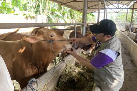 DKPP Batam periksa 17 ribu hewan kurban jelang Idul Adha
