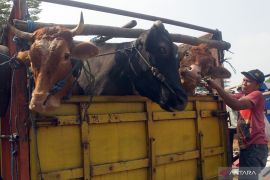 Harga hewan kurban di Tulungagung naik