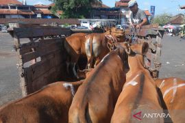 Sekitar 8.000 ekor sapi Bali terjual lewat Pasar Beringkit jelang Idul Adha 1447 H