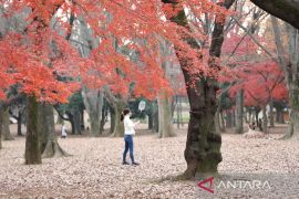 Diserang beruang, potongan tubuh manusia ditemukan di Pegunungan Tokyo