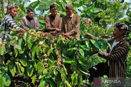 Awali panen robusta, warga Desa Wisata Gunung Gempol Temanggung gelar tradisi Nublek Kopi
