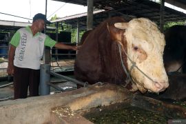 Sapi kurban Presiden Prabowo di Blitar