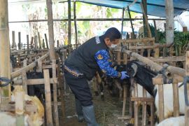 Pemkot Kediri intensif pantau kesehatan hewan kurbanjelang Idul Adha