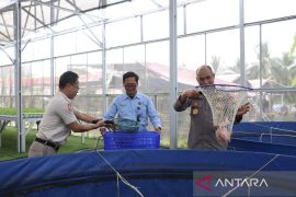 Polda Metro Jaya panen ratusan kilogram ikan nila di Jakbar