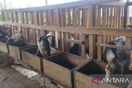 DPPP Bangka Selatan pastikan stok hewan kurban cukup untuk kebutuhan Idul Adha