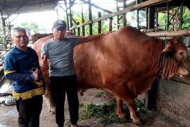 Sapi kurban jenis limosin bantuan Presiden untuk Sampit berbobot hampir satu ton