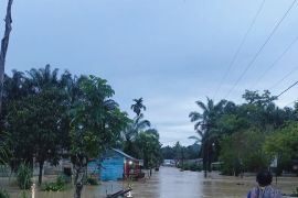Banjir kembali kepung Desa Bandar Tarutung Tapsel, ratusan warga mengungsi