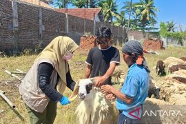 Pemkab Serang bakal potong 1.000 domba kurban untuk 22.500 penerima