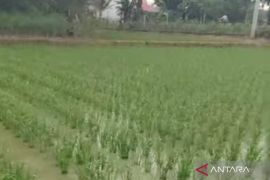 Pusat bantu dana tingkatkan saluran tersier di Mukomuko