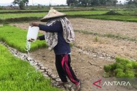 Distan Karawang petakan sawah rawan kekeringan dan perkuat peringatan dini hadapi kemarau