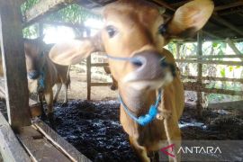 Kutim gencar lakukan vaksinasi guna kembalikan populasi 24.000 sapi