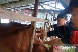 Stok hewan kurban Idul Adha 1447 H di Belitung capai 1.530 ekor