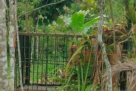 Harimau muncul diberbagai lokasi di Agam masuk kandang jebak BKSDA