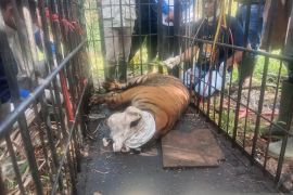 Harimau masuk kandang jebak BKSDA Sumbar di Agam berkelamin betina