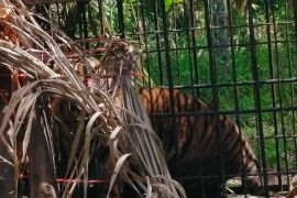 Harimau Sumatra di Agam masuk kandang jebak BKSDA Sumbar pada Jumat dini hari
