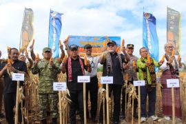 Ditjenpas NTT dukung ketahanan pangan melalui panen 10 ton jagung