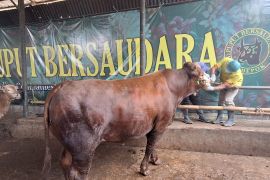 Pemkot Depok intensifkan pemeriksaan hewan kurban jelang Idul Adha