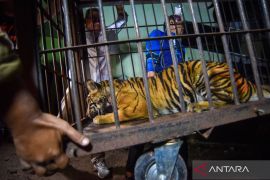 Rescue of snared Sumatran tiger in Pasaman