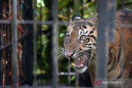 Seekor harimau Sumatera ditangkap karena membahayakan di ladang warga Agam