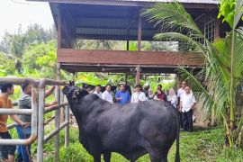 Banda Aceh terima sapi kurban bantuan Presiden dengan bobot 950 kg