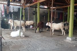 Disnakeswan Kabupaten Lebak jamin hewan kurban bebas PHMS