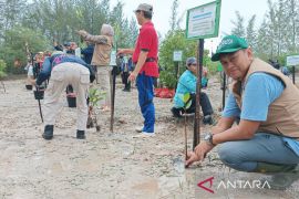 BPDAS Baturusa tanam 2.000 bibit mangrove di Pantai Batuampar