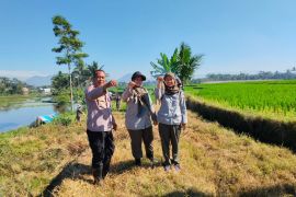 Dispertan Garut kerahkan tim untuk kendalikan serangan hama tikus