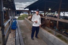 Tapin siapkan 1.685 hewan kurban jelang Idul Adha
